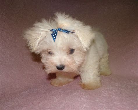 We seek to bring joy to the future owners of these amazing teacup breeds. . Maltese puppies for sale in oklahoma